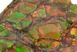 Rainbow-Colored Ammolite (Fossil Ammonite Shell) - Alberta #236429-1